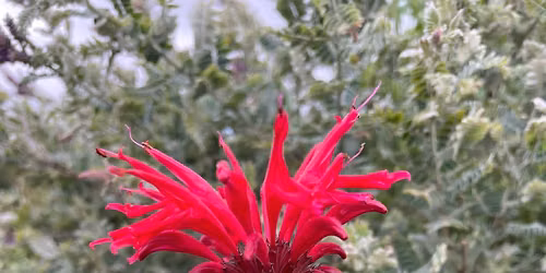 Gardening with Native Plants & Garden Walk Summer Series