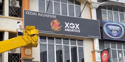 Follow And share Win Super Red Arowana 