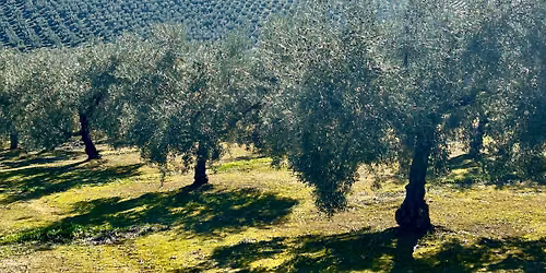 From Branch to Bottle: An Olive Oil Tasting with Casa Juan Marcos