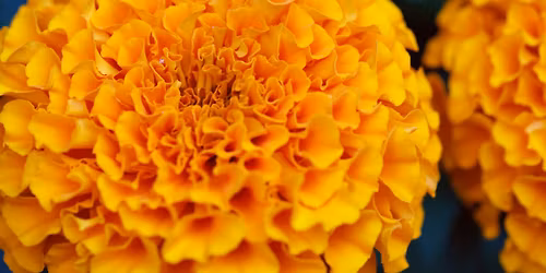 Beal Botanical Garden Tour: Etymology and the Naming of Plants