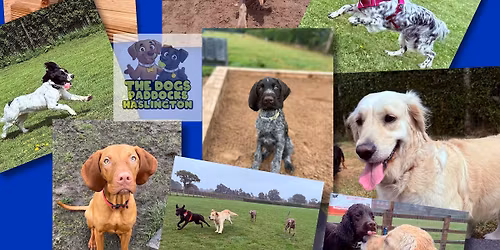 \ud83d\udc3e GUNDOG GANG BREED MEET @The Dogs Paddocks Haslington \ud83d\udc3e