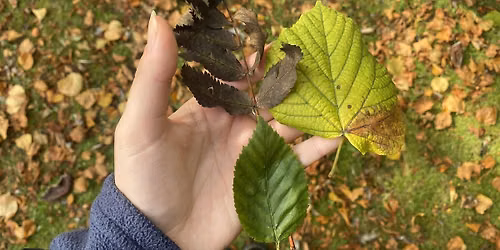Victoria Park Wildlife Watch: Wild Maths and Autumn Crafts (September 2026)