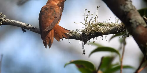 Lagniappe program - Winter Hummingbirds in Louisiana