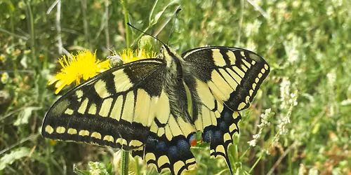Zoom sur les papillons de jour