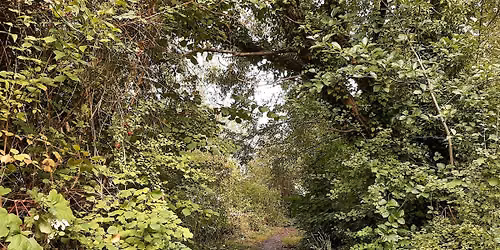 Woodland Wellbeing Walk