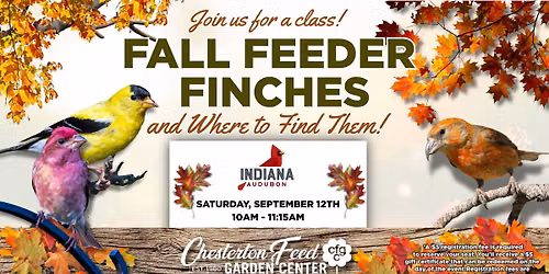 Fall Feeder Finches!