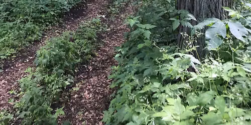 Cemetery Walking Tour in Natural Path Sanctuary (June)