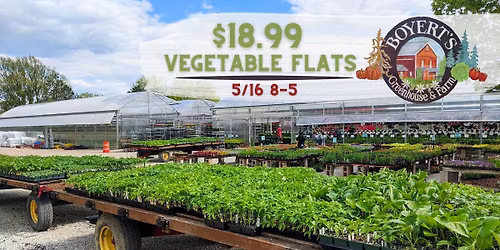 Vegetable Flats Sale