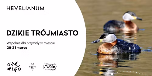 DZIKIE TR\u00d3JMIASTO 2026