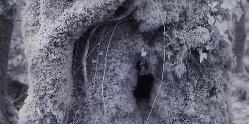 Listening to the More-than-Human into the Night