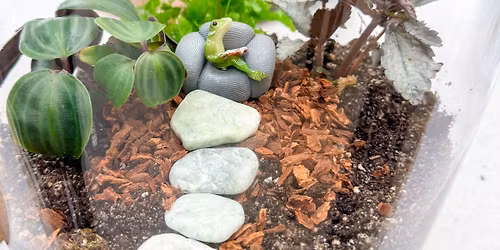 DIY Terrarium 