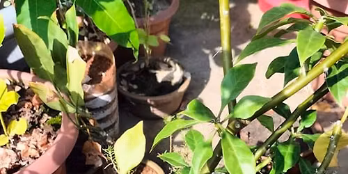 \u09ac\u09bf\u09a8\u09df\u09c0 \u09b9\u0993\u0964