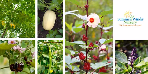 Summer Edible Gardening in the Low Desert (Glendale)