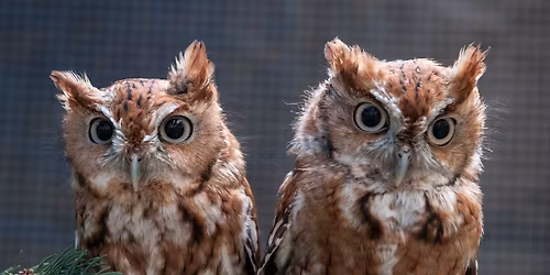 Loving Local...Phoenix Wildlife Center and Birds of Prey