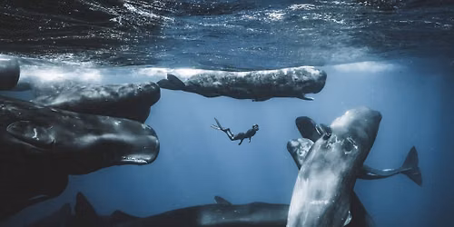 Ocean Photographer of the Year Exhibition