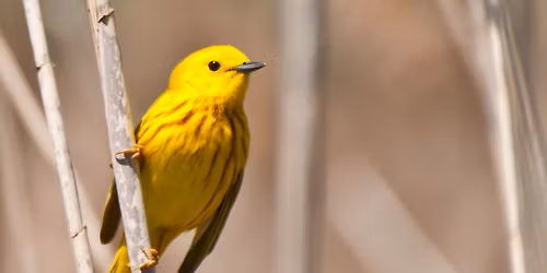 Birding the Kleinstuck Preserve