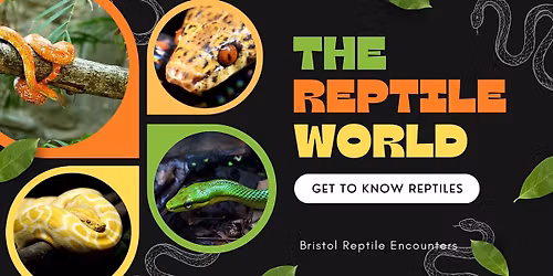 Hands on reptile experience - Portishead 