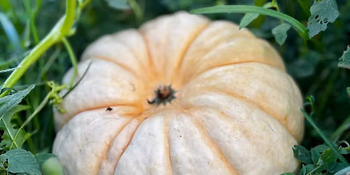 Fall Harvest Festival at Bojack Farms