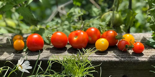 Nourishing the Neighborhood: Taste the Rainbow of Tomatoes