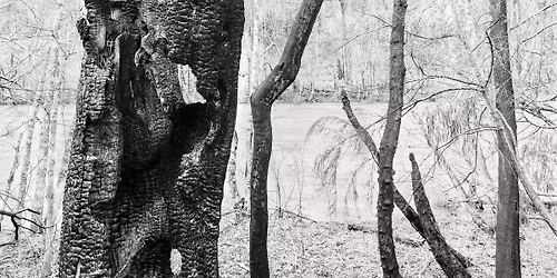 Exhibition Opening: Hollow and Still - Photographs Following Fire by David Paul Bayles