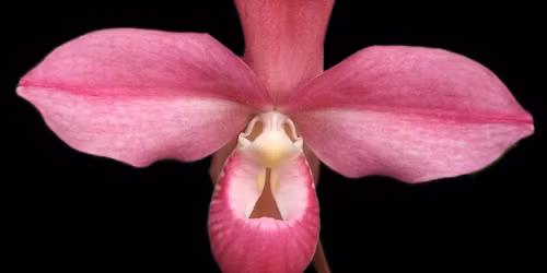 9.\u00aa Exposi\u00e7\u00e3o \/ Venda Internacional de Orqu\u00eddeas de Lisboa