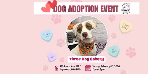 Dog Adoptions at Three Dog Bakery in Plymouth