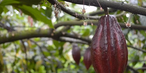 Cacao Sacred Ceremony