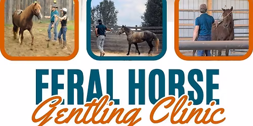 A Feral Horse Course with Heart of Phoenix and Healing Heroes Through Horsemanship