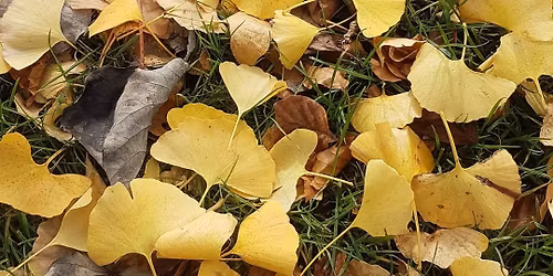 Tamahere Country Market 