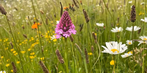 Buzzing Back to Life: Nature at Cressex