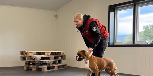 Nybegynnerkurs s\u00f8k. Med Aktiv hund i harmoni.