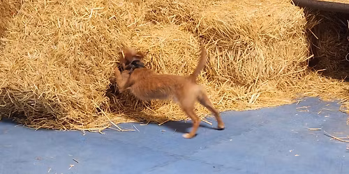 Barn Hunt Level 2 Group Class