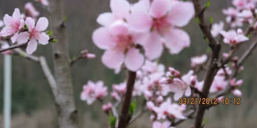 Apple Tree Grafting Classes