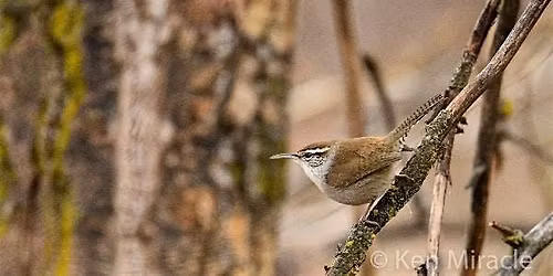 Birding for Beginners: Bethine Church River Trail