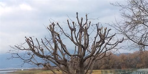 Master Pruner Class: Corrective Pruning