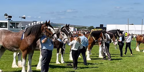 Trawden Agricultural Show - Heavy Horses
