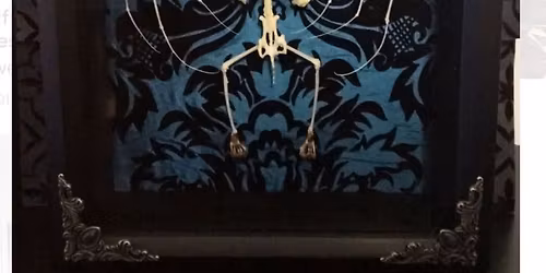 Bat skeleton Shadowbox $80pp