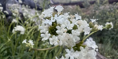 Tahoe Wildflower & Forest Bath Walk