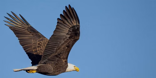 Raptors on the River - 4th Annual Fundraiser