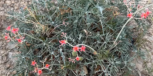 FREE Talk: "Rare Plants of the RGV"