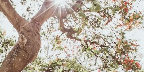 The ShinDig Trio Return to Grease Bar!