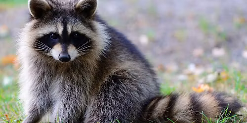 First Saturday - Paws and Claws (Prairie Mammals)