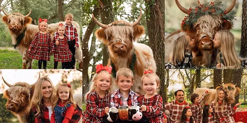 Fluffy Highland Cow Christmas Photoshoots | Pensacola, FL