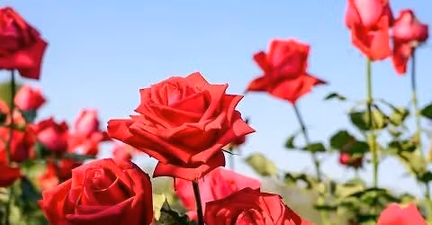 \tGrowing and Pruning Roses