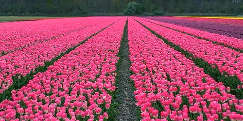 Apertura Tulipark 2026 \ud83c\udf37