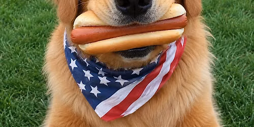 Golden Retriever Meet up 'Merica