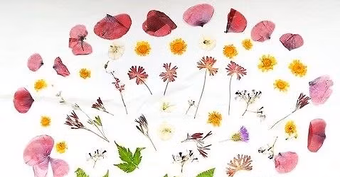 Beginner Flower Pressing Workshop at Wanskuck Library