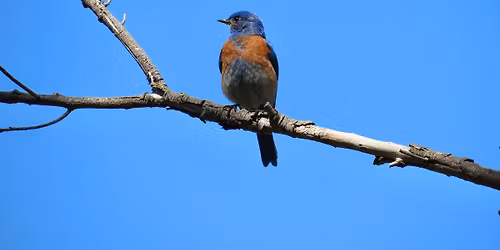 Birding Walk at West Pond, Wed. May 6, 8AM-