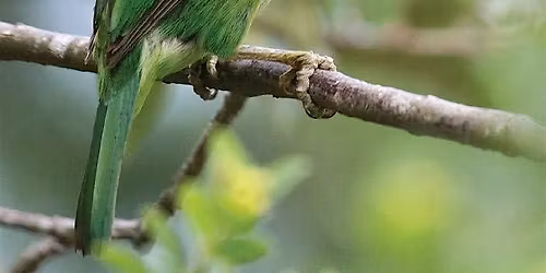 Sri Lanka and its Endemic Birds