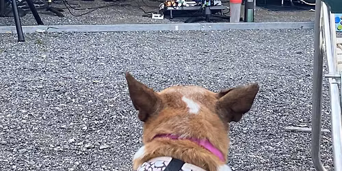 Houlden's Sunflower Shanty 